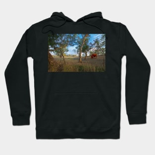 Longhorn Grazing, Adelaide Hills, South Australia Hoodie